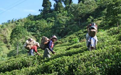 Té Darjeeling. Un estudio revela que es el mejor té negro del mundo