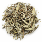 Salvia
